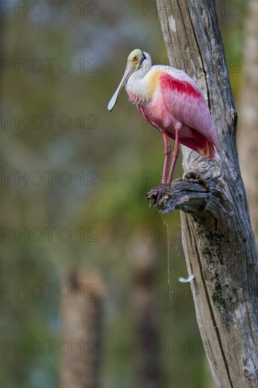 A pink bird sitting on a tree trunk in a natural environment, Roseate Spoonbill (Ajaja ajaja), Orlando Wetlands, Christmas, Florida, USA