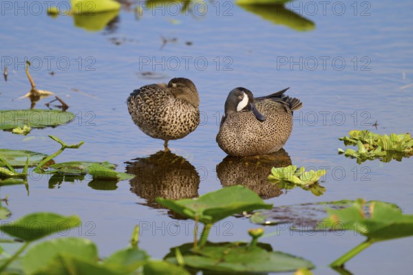 Two ducks in the water between green plants, resting peacefully and reflecting in the still water, Blue-winged Teal (Spatula discors), Orlando Wetlands, Christmas, Florida, USA