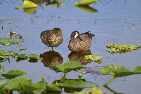 Two ducks in the water between green plants, resting peacefully and reflecting in the still water, Blue-winged Teal (Spatula discors), Orlando Wetlands, Christmas, Florida, USA