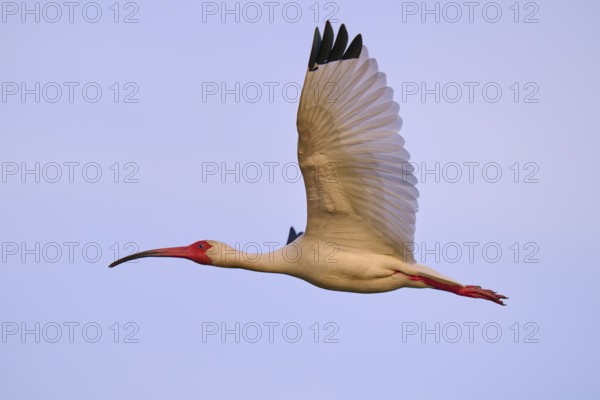 A white bird hovers in the blue sky with its red beak, White Ibis, Snowy Ibis (Eudocimus albu), Wakodahatchee Wetlands, Delray Beach, Florida, USA