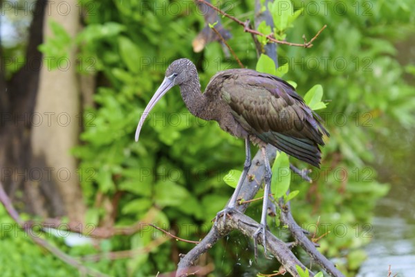 A bird with a long beak sits on a branch in a green, natural environment, Wattled Crane (Aramus guarauna), Wakodahatchee Wetlands, Delray Beach, Florida, USA