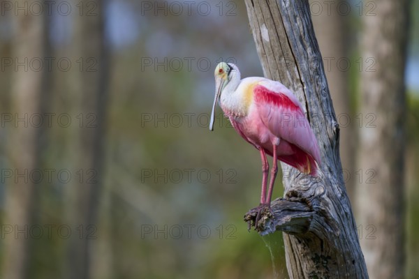 A pink bird sitting on a tree trunk in a forest, Roseate Spoonbill (Ajaja ajaja), Orlando Wetlands, Christmas, Florida, USA