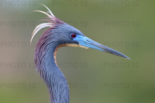 Close-up of a bird with blue feathers on a green background, Tricoloured Heron (Egretta tricolor), spring, Wakodahatchee Wetlands, Delray Beach, Florida, USA