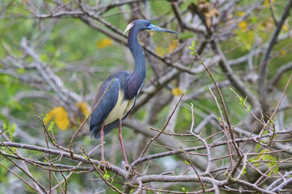 Bird with colourful feathers sitting on a branch in nature, Tricoloured Heron (Egretta tricolor), spring, Wakodahatchee Wetlands, Delray Beach, Florida, USA