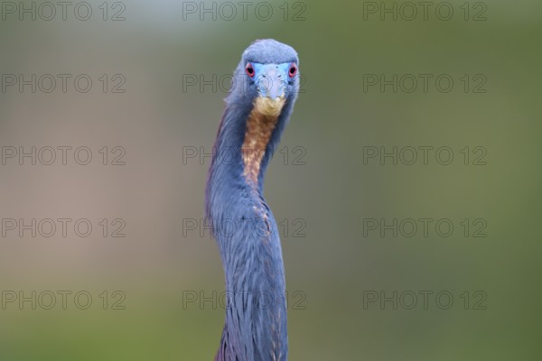 Frontal view of a bird with blue head on blurred background, Tricoloured Heron (Egretta tricolor), spring, Wakodahatchee Wetlands, Delray Beach, Florida, USA