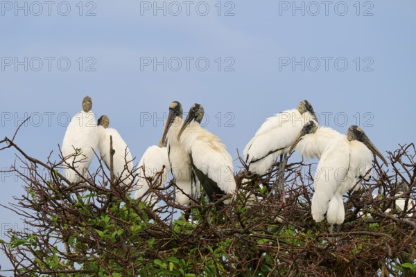 Several storks on a tree sitting close together under a blue sky, wood stork (Mycteria americana), spring, Wakodahatchee Wetlands, Delray Beach, Florida, USA
