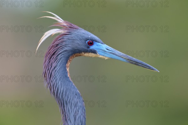 Close-up of a bird with blue feathers and distinctive beak, Tricoloured Heron (Egretta tricolor), spring, Wakodahatchee Wetlands, Delray Beach, Florida, USA