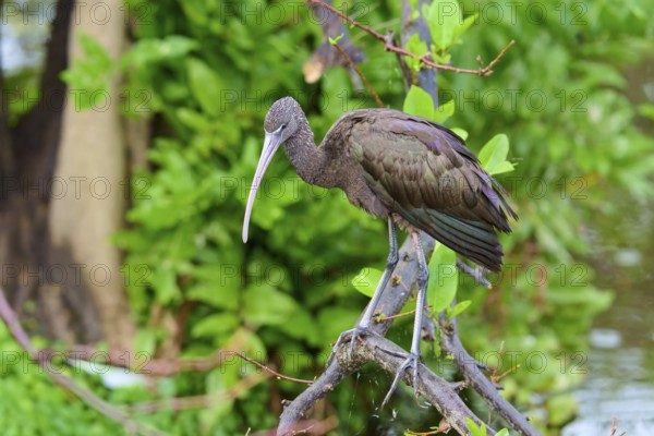 A bird on a branch surrounded by green leaves and water, Wattled Crane (Aramus guarauna), Wakodahatchee Wetlands, Delray Beach, Florida, USA