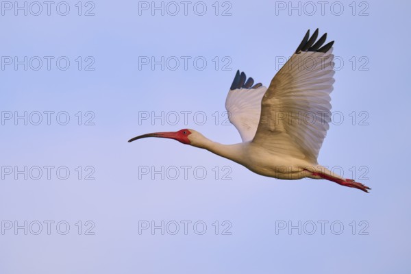 A bird with red beak and legs flies against a blue sky, White Ibis, Snowy Ibis (Eudocimus albu), Wakodahatchee Wetlands, Delray Beach, Florida, USA