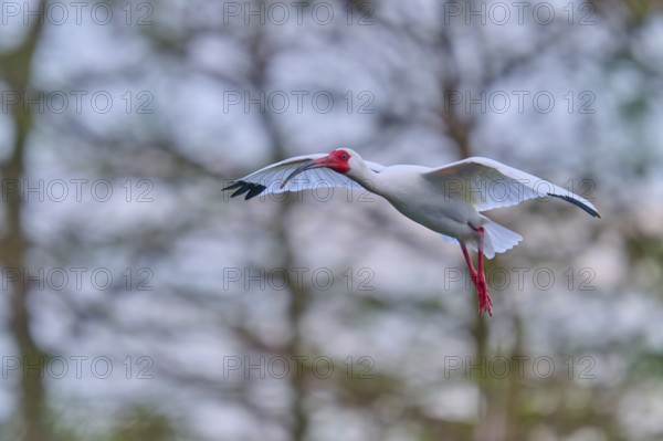 A white bird hovers with outstretched wings in front of a wooded background, White Ibis, Snow Ibis (Eudocimus albu), Wakodahatchee Wetlands, Delray Beach, Florida, USA