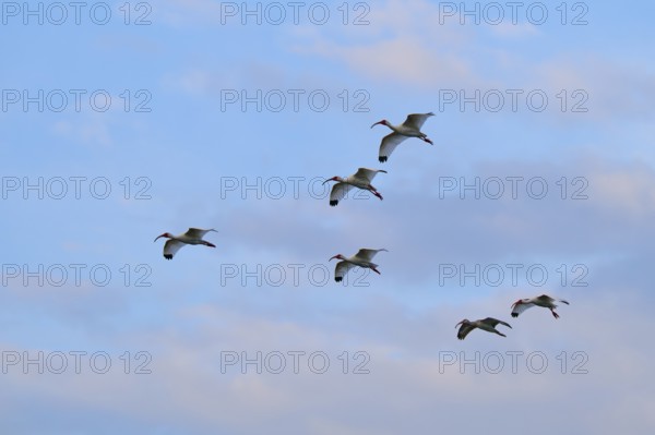 A flock of birds flies high in a slightly cloudy sky, White Ibis, Snowy Ibis (Eudocimus albu), Wakodahatchee Wetlands, Delray Beach, Florida, USA