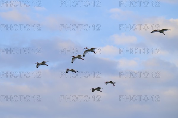 A group of birds flying under a blue, cloudy sky, White Ibis, Snowy Ibis (Eudocimus albu), Wakodahatchee Wetlands, Delray Beach, Florida, USA