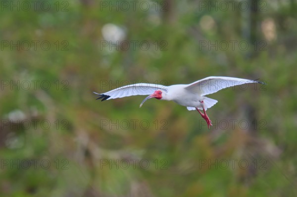 A white bird flies elegantly through a green forest, White Ibis, Snowy Ibis (Eudocimus albu), Wakodahatchee Wetlands, Delray Beach, Florida, USA