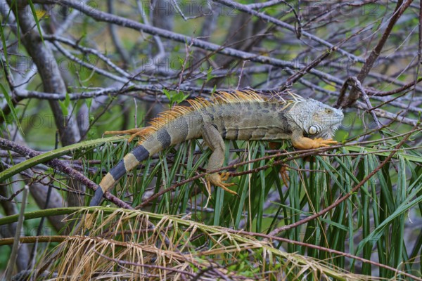 An iguana resting on branches surrounded by lush vegetation in the jungle, Common Green iguana (Iguana iguana), Wakodahatchee Wetlands, Delray Beach, Florida, USA