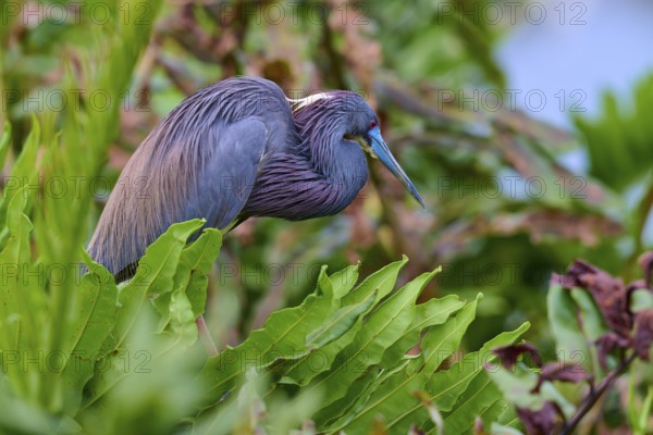 Bird with colourful feathers among dense plants in nature, Tricoloured Heron (Egretta tricolor), spring, Wakodahatchee Wetlands, Delray Beach, Florida, USA