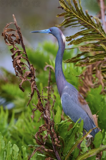 Bird standing among green vegetation with an attentive gaze, Tricoloured Heron (Egretta tricolor), spring, Wakodahatchee Wetlands, Delray Beach, Florida, USA