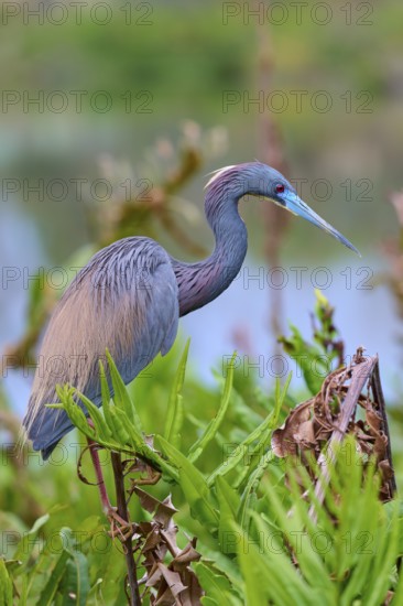 Bird with grey-brown feathers and blue bill in the landscape, Tricoloured Heron (Egretta tricolor), spring, Wakodahatchee Wetlands, Delray Beach, Florida, USA