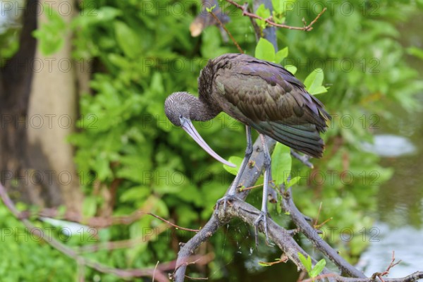 A bird sitting on a branch over water in a natural, green environment, Wattled Crane (Aramus guarauna), Wakodahatchee Wetlands, Delray Beach, Florida, USA