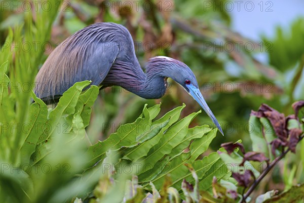 Bird in crouched position between plants, searching for food, Tricoloured Heron (Egretta tricolor), spring, Wakodahatchee Wetlands, Delray Beach, Florida, USA