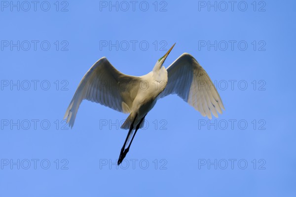A heron flies majestically through the blue sky with outstretched wings, Great Egret (Egretta alba), Orlando Wetlands, Christmas, Florida, USA