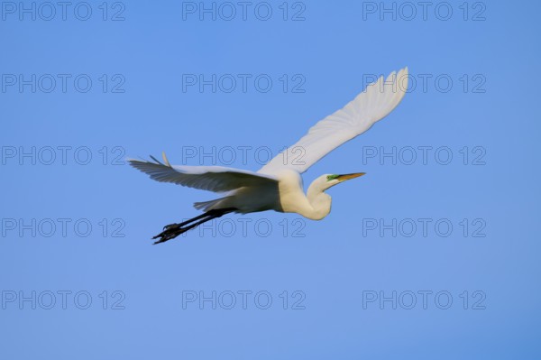 Elegant flight of a white bird in the blue sky, Great Egret (Egretta alba), Orlando Wetlands, Christmas, Florida, USA