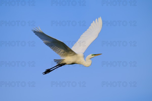 Majestic white bird in flight against blue sky, Great Egret (Egretta alba), Orlando Wetlands, Christmas, Florida, USA