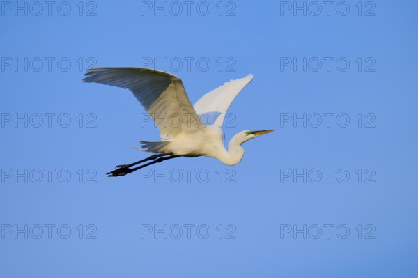 Elegant white bird soaring high in the blue sky, Great Egret (Egretta alba), Orlando Wetlands, Christmas, Florida, USA