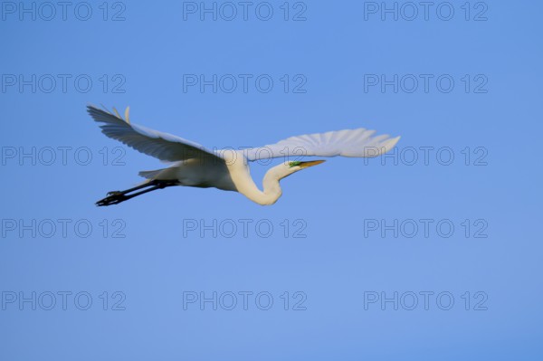 White bird flying free under a blue sky, Great Egret (Egretta alba), Orlando Wetlands, Christmas, Florida, USA