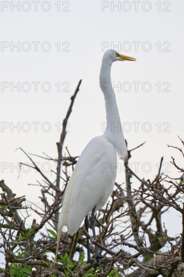 An upright white egret on branches, calm, Great Egret (Egretta alba), Wakodahatchee Wetlands, Delray Beach, Florida, USA