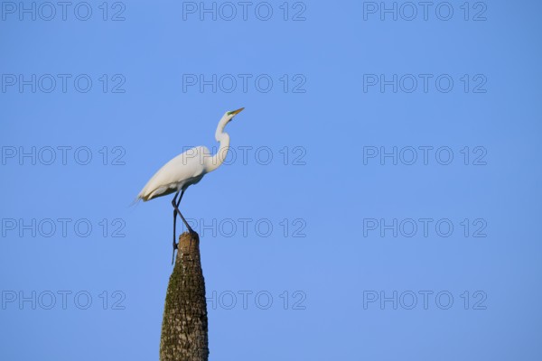 White bird on tree stump in front of blue sky, Great Egret (Egretta alba), Orlando Wetlands, Christmas, Florida, USA