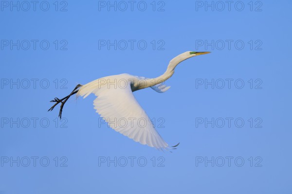 White bird in flight against a clear blue sky, Great Egret (Egretta alba), Orlando Wetlands, Christmas, Florida, USA
