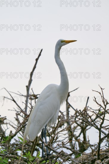 An upright white egret on branches, Great Egret (Egretta alba), Wakodahatchee Wetlands, Delray Beach, Florida, USA