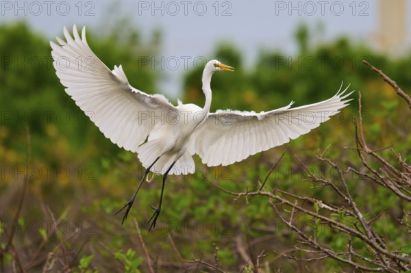 White heron in flight with wings spread over branches, Great Egret (Egretta alba), Wakodahatchee Wetlands, Delray Beach, Florida, USA