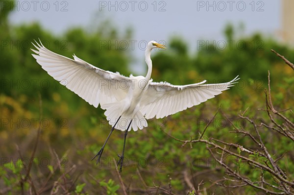 Heron in flight with outstretched wings over a green background, Great Egret (Egretta alba), Wakodahatchee Wetlands, Delray Beach, Florida, USA