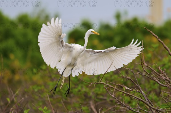 A white egret spreads its wings over a branch in flight, Great Egret (Egretta alba), Wakodahatchee Wetlands, Delray Beach, Florida, USA