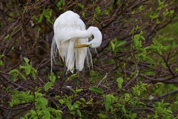 Great White Heron grooming its plumage in a green copse, Great Egret (Egretta alba), Wakodahatchee Wetlands, Delray Beach, Florida, USA
