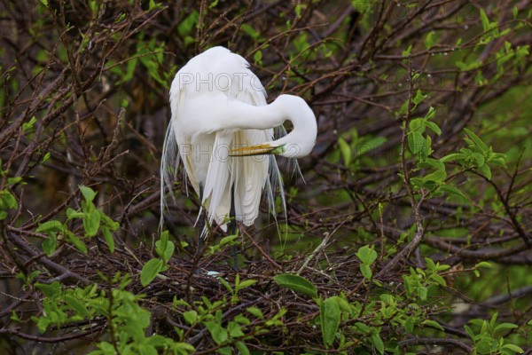 White heron grooming its plumage on a green branch, Great Egret (Egretta alba), Wakodahatchee Wetlands, Delray Beach, Florida, USA