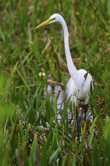 Slender white heron standing in the water between tall grasses, Great Egret (Egretta alba), Wakodahatchee Wetlands, Delray Beach, Florida, USA
