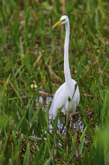 Species-rich habitat with a white egret among aquatic plants, Great Egret (Egretta alba), Wakodahatchee Wetlands, Delray Beach, Florida, USA
