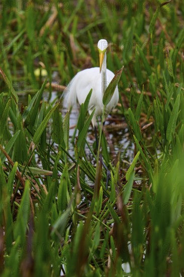A white egret stands among green grasses in a marshy area, Great Egret (Egretta alba), Wakodahatchee Wetlands, Delray Beach, Florida, USA