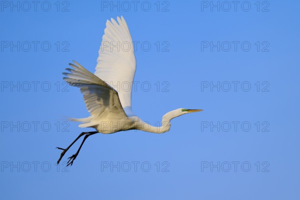 Majestic white bird in flight over blue sky, Great Egret (Egretta alba), Orlando Wetlands, Christmas, Florida, USA