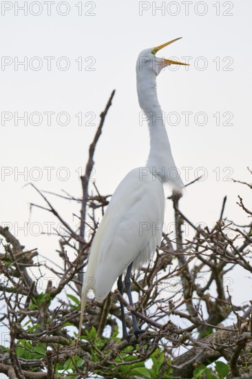 A white egret screams and stands on branches, Great Egret (Egretta alba), Wakodahatchee Wetlands, Delray Beach, Florida, USA