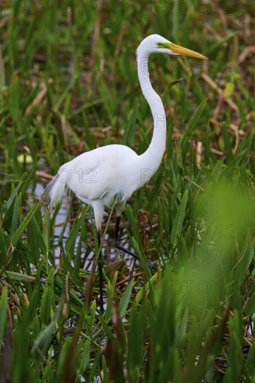 Elegant white heron standing in the water, surrounded by plants, Great Egret (Egretta alba), Wakodahatchee Wetlands, Delray Beach, Florida, USA