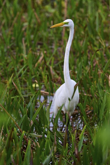 A tall, elegant white egret in a moist, green habitat, Great Egret (Egretta alba), Wakodahatchee Wetlands, Delray Beach, Florida, USA