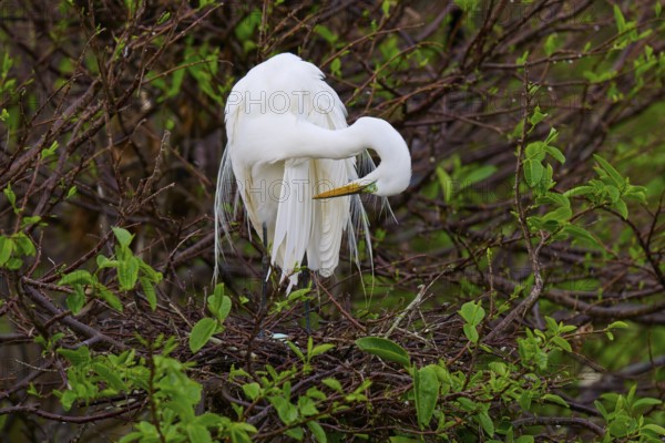 A white egret sits in a tree and grooms its plumage, Great Egret (Egretta alba), Wakodahatchee Wetlands, Delray Beach, Florida, USA