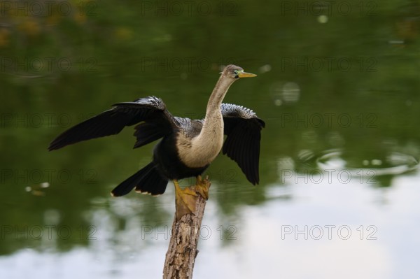 Bird spreading its wings on a tree trunk over calm water, Darter (Anhinga anhinga), spring, Wakodahatchee Wetlands, Delray Beach, Florida, USA