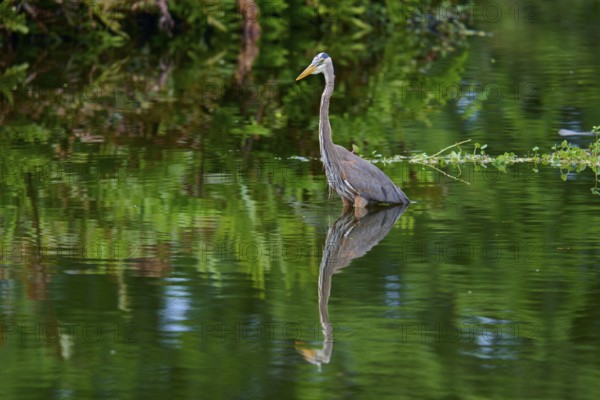 A heron stands in the water with a clear reflection surrounded by green vegetation, Canada Heron (Ardea herodias), spring, Wakodahatchee Wetlands, Delray Beach, Florida, USA