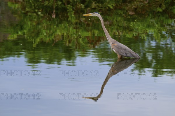 A heron stands in the water surrounded by green vegetation, its reflection clear on the surface, Canada Heron (Ardea herodias), spring, Wakodahatchee Wetlands, Delray Beach, Florida, USA