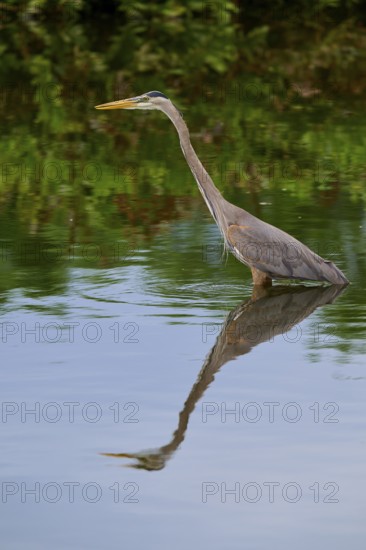 An elegant heron stands in the calm blue water, its reflection clearly visible, Canada Heron (Ardea herodias), spring, Wakodahatchee Wetlands, Delray Beach, Florida, USA