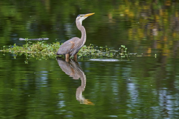A heron is in the water with green plant surroundings, its reflection is perfectly visible, Canada Heron (Ardea herodias), spring, Wakodahatchee Wetlands, Delray Beach, Florida, USA